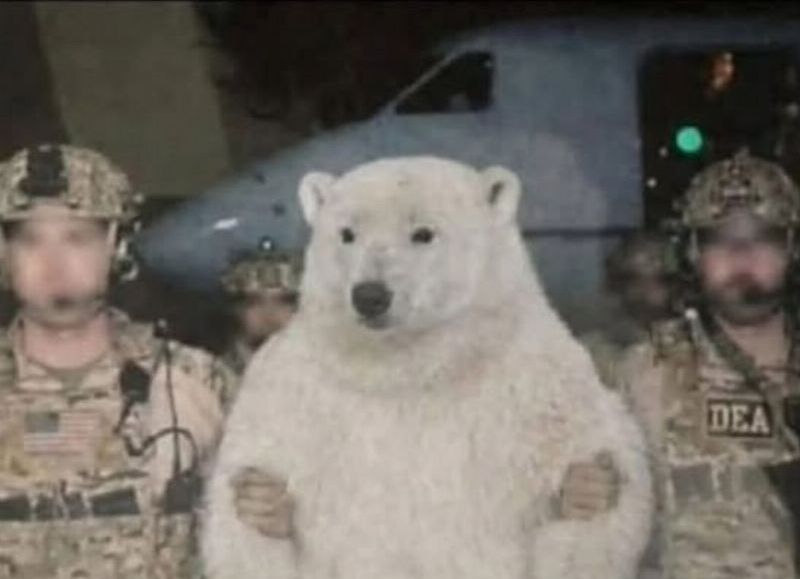 Trump a la caza mayor: del "vamos por Maduro" al "agarren al oso presidente de Groenlandia"